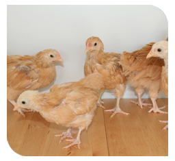 Young chicks upto 0-6 weeks are more susceptible